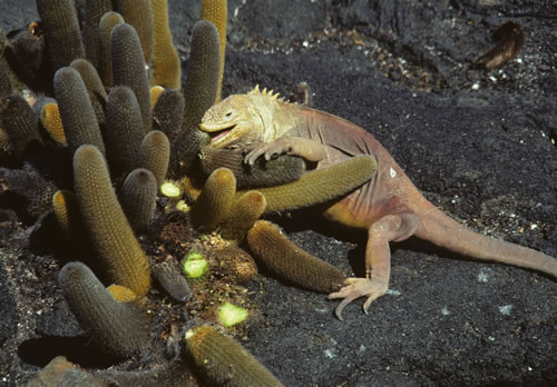 Marine iguana
